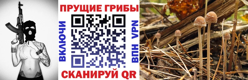 Галлюциногенные грибы GOLDEN TEACHER  Дмитров 