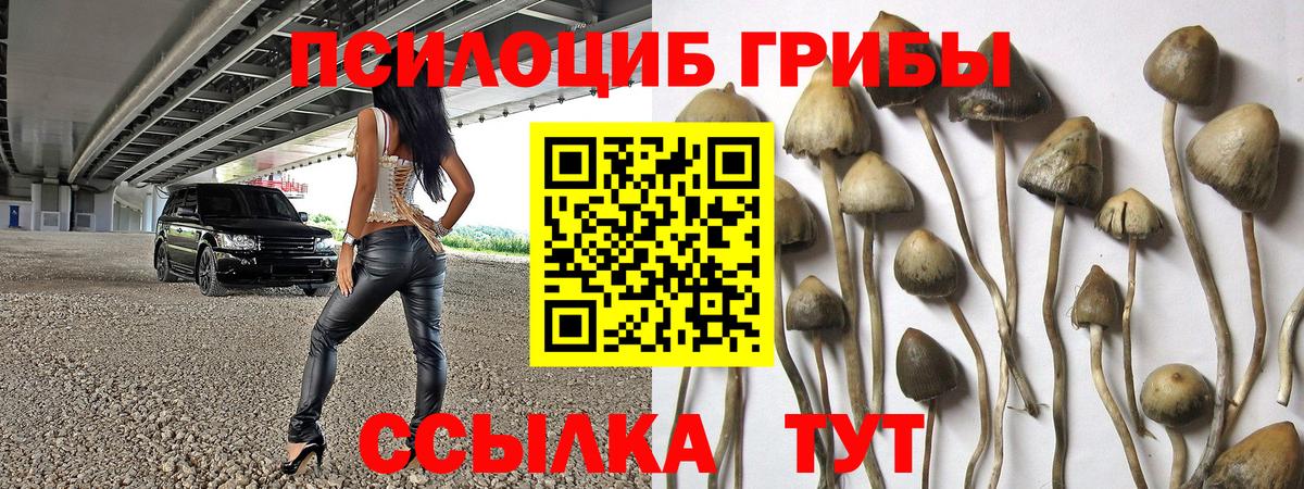 Дмитров  Псилоцибиновые грибы прущие грибы  Вход с VPN 